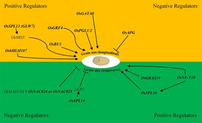 Harnessing Transcription Factors as Potential Tools to Enhance Grain Size Under Stressful Abiotic Conditions in Cereal Crops